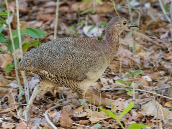 Marmertinamoe (Crypturellus undulatus)